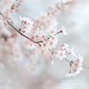 桜よ桜、まだ目を閉じたまま – Sakura Bud