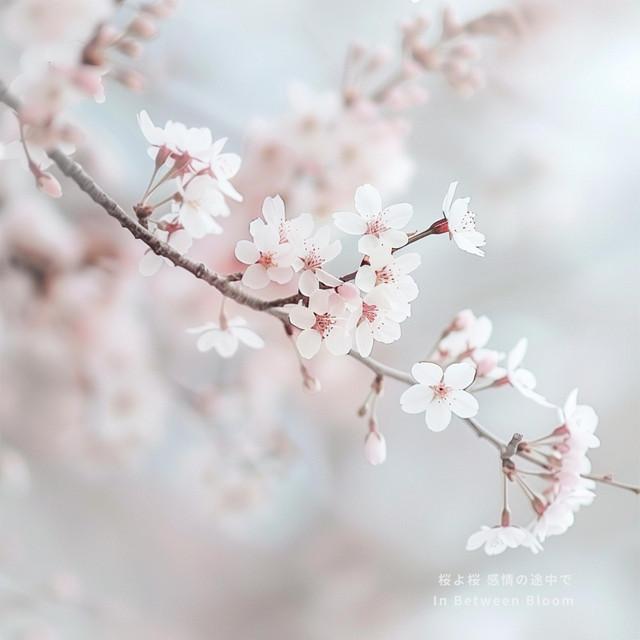 桜よ桜、まだ目を閉じたまま – Sakura Bud