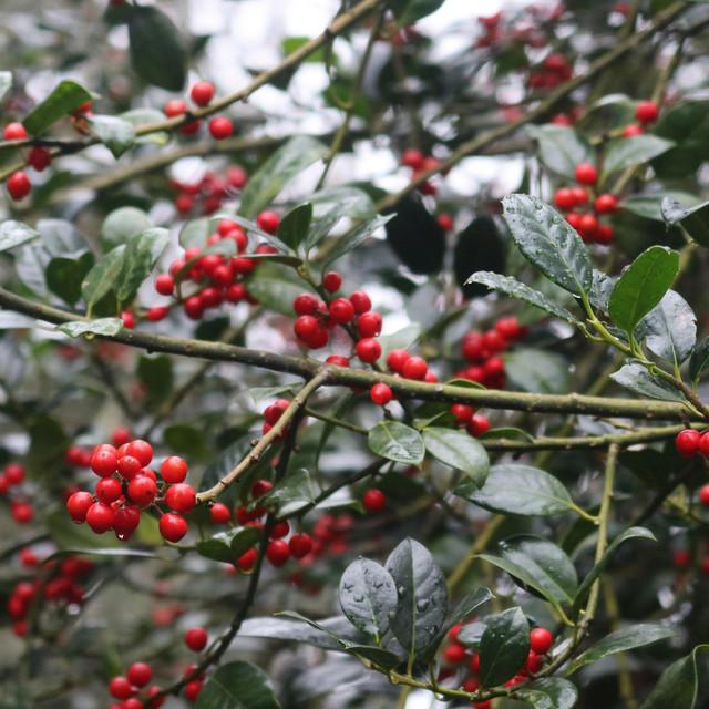 Blink (December, here again)