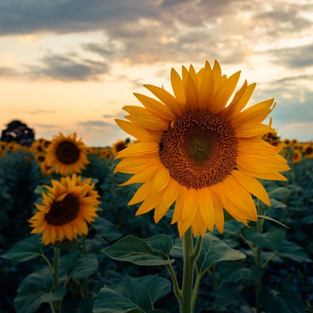 The Light After the Rain