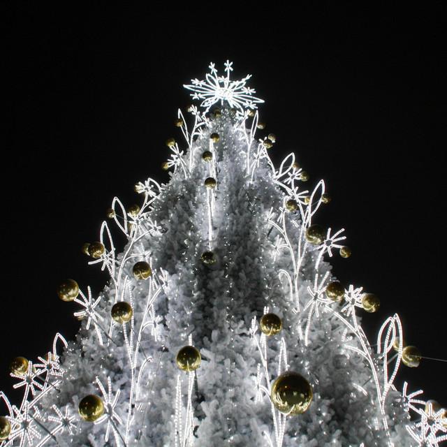 Mistletoe in Monochrome